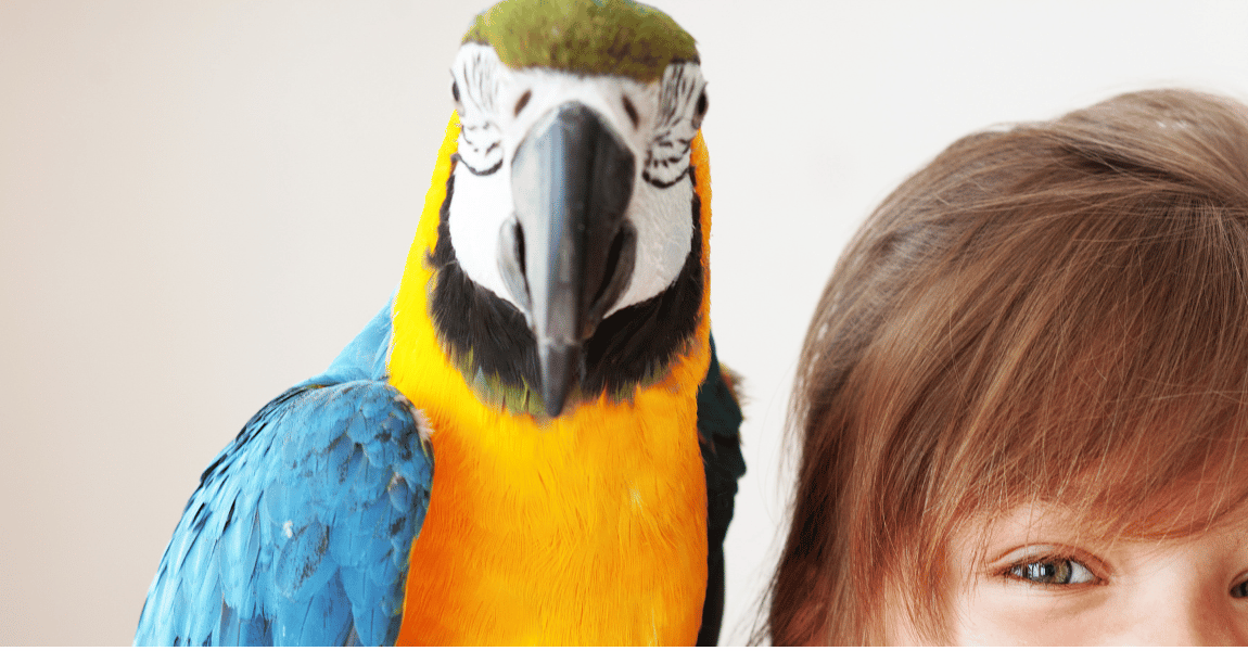 maccow parrot 