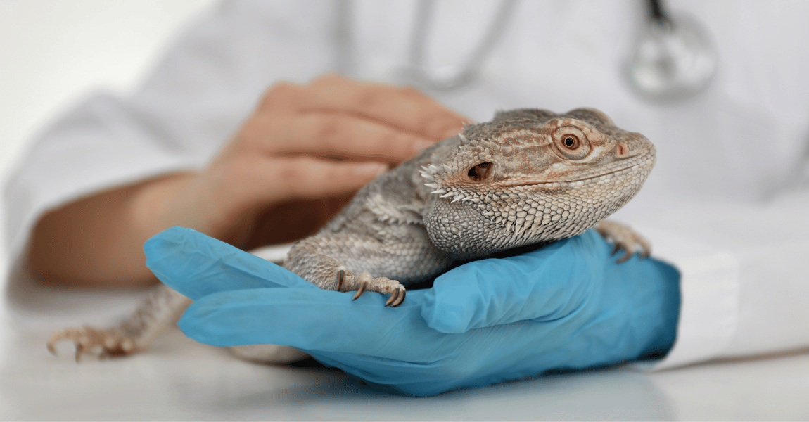 bearded dragon