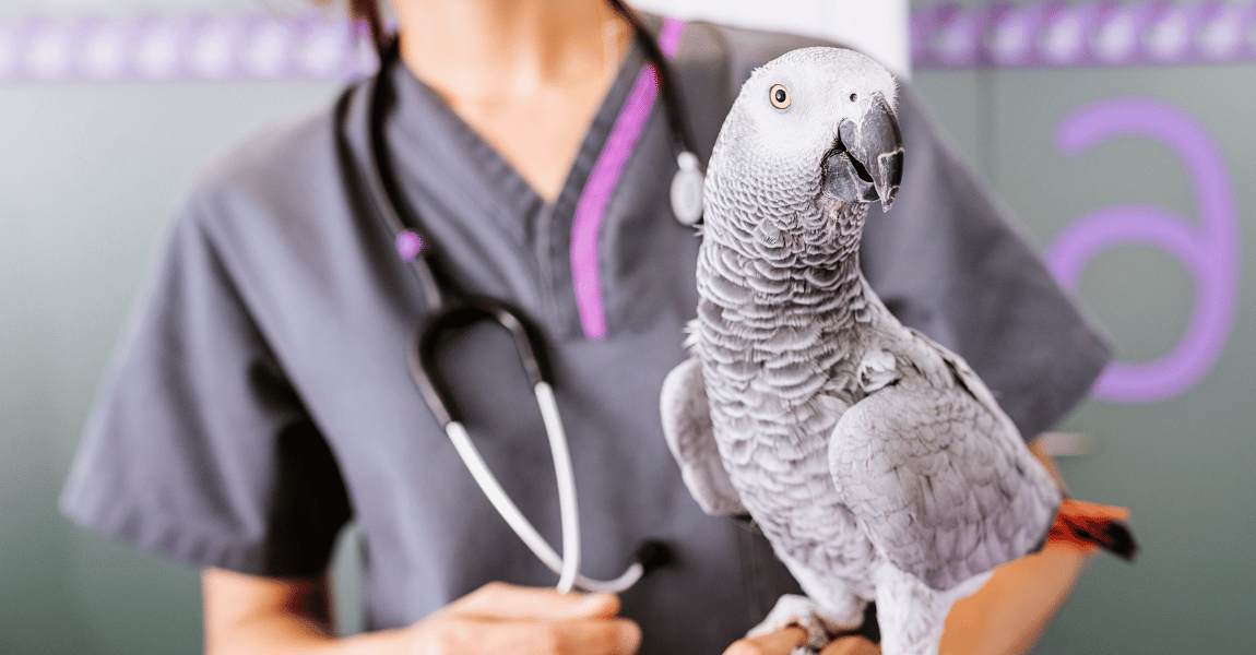 african gray 
