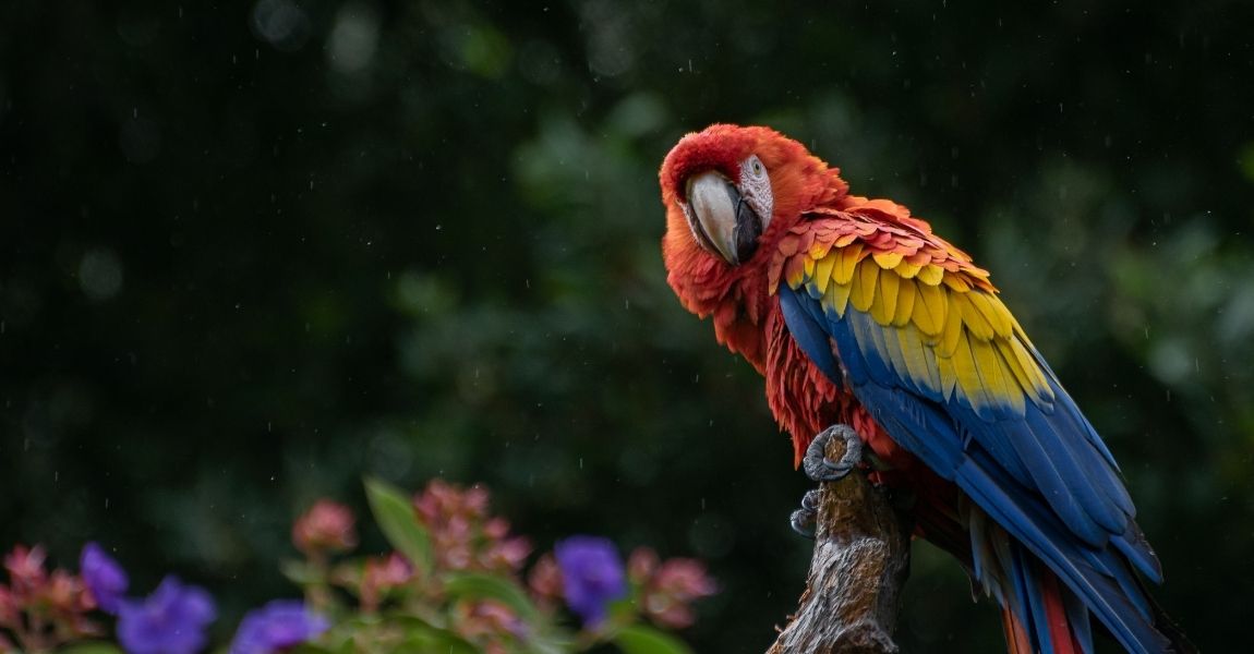 Macaw