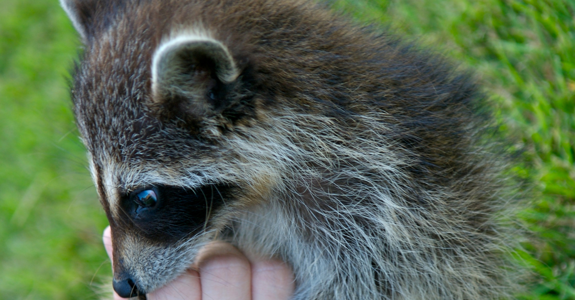 Exotic Animal Conservation: Should Private Ownership Contribute to Species Preservation?