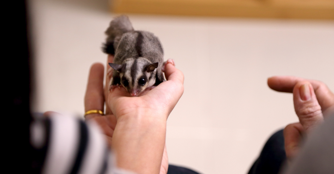 Exotic Pet Bans: Examining their Limitations and Unintended Consequences