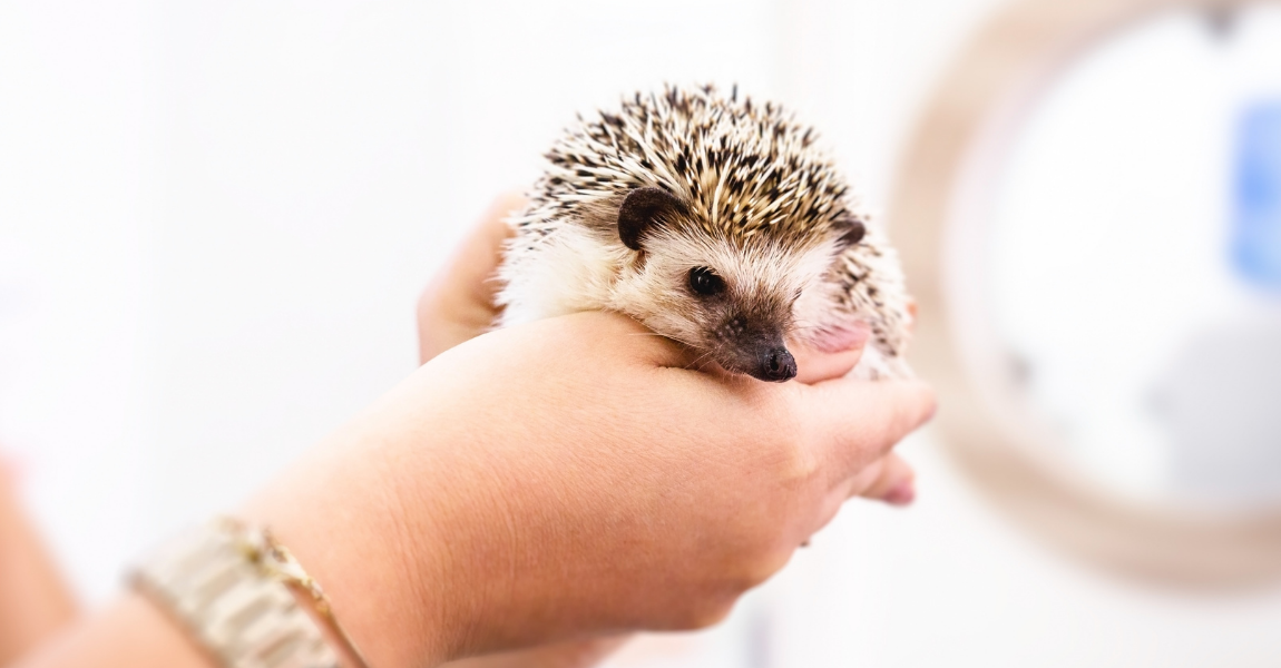 marmoset 