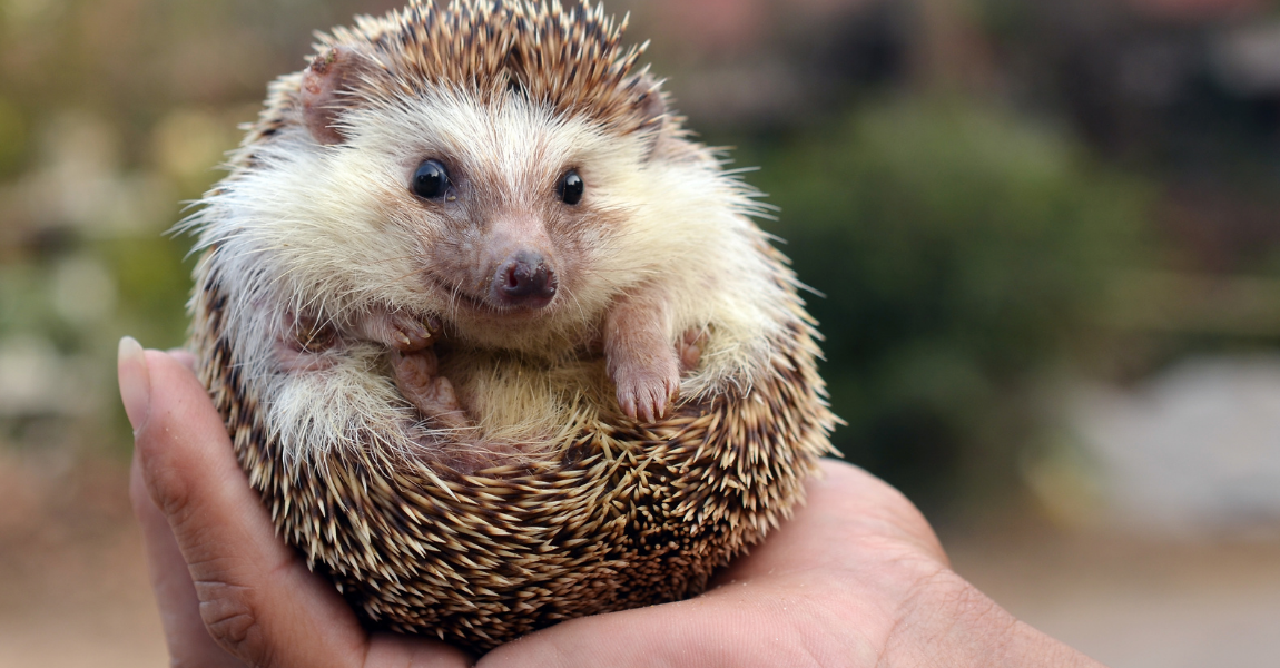 Breeding shop exotic animals