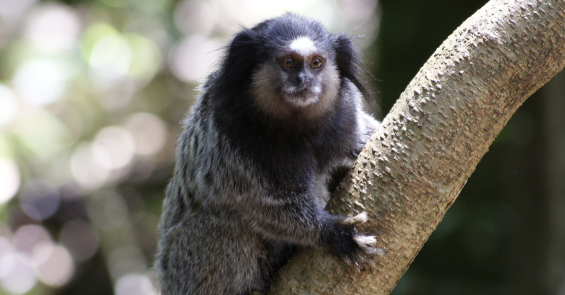 marmoset 