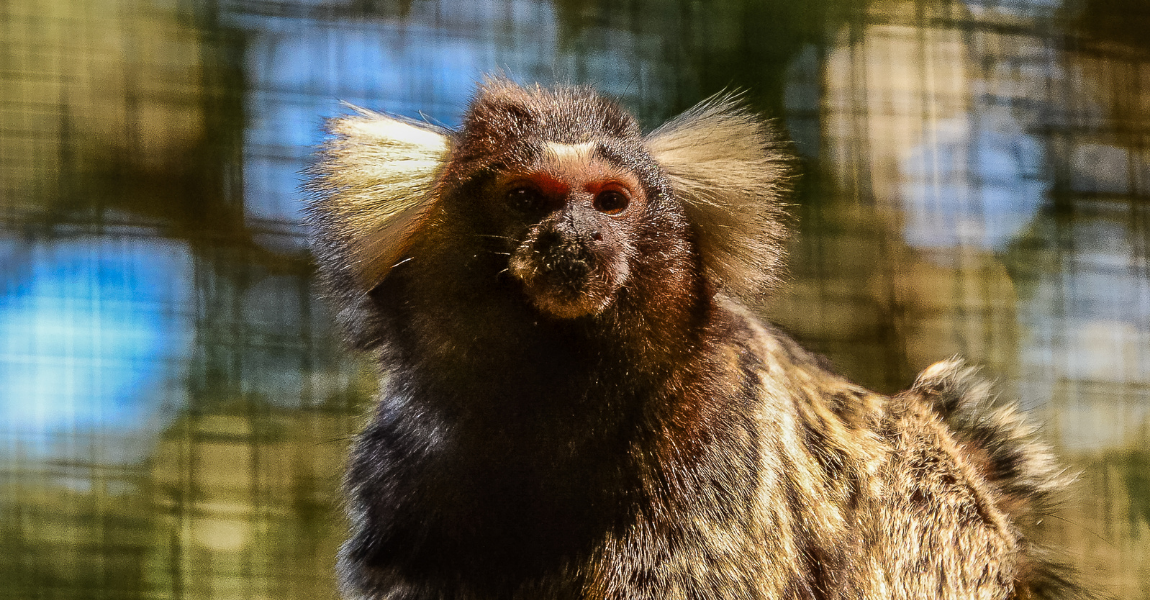 marmoset 