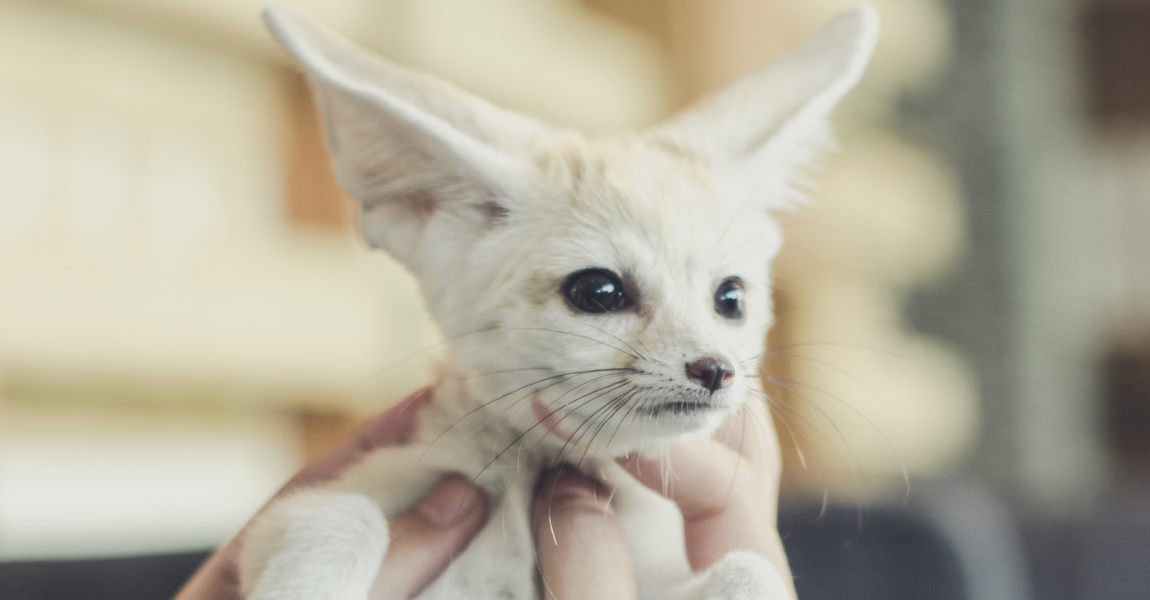 The Ethics of Exotic Pet Ownership: Balancing Personal Choice and Animal Welfare