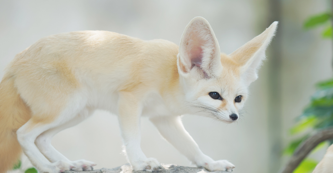 The Risks and Challenges of Owning Exotic Pets: Understanding the risks to exotic pet ownership 