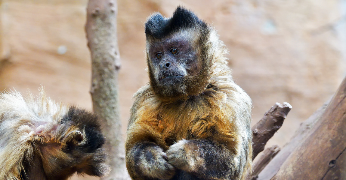 What Is an Exotic Pet? Understanding the Definition and Appeal