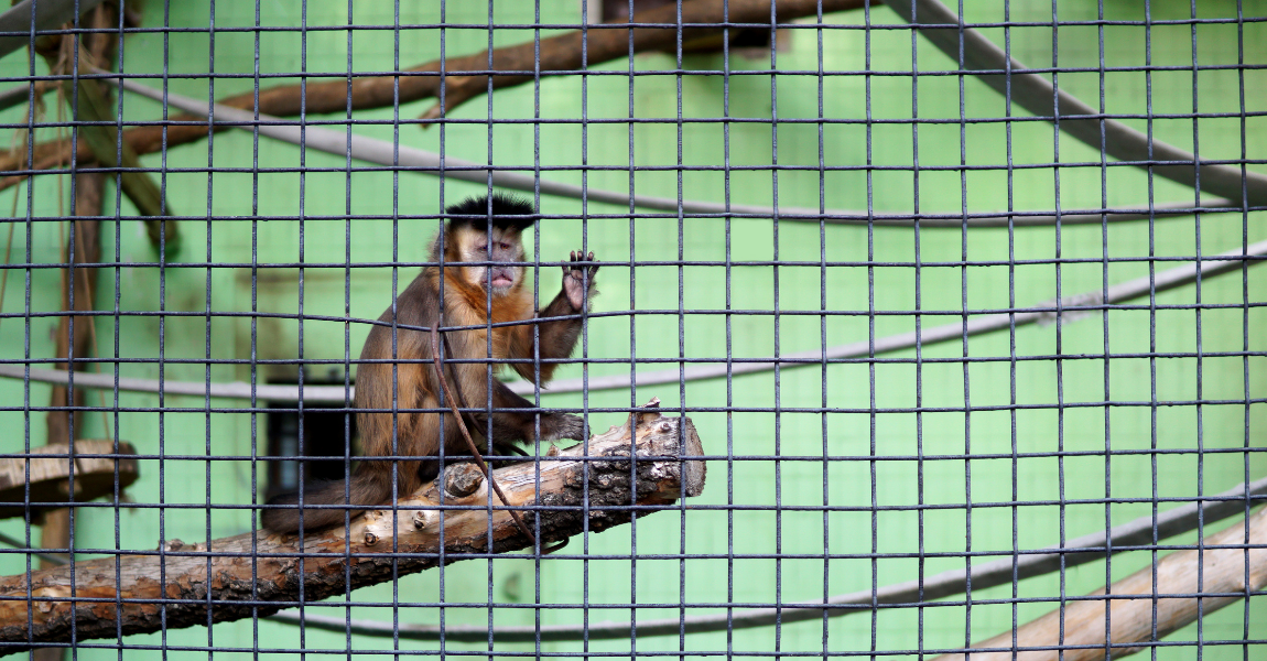 capuchin monkey