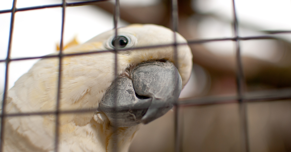 The Role of Exotic Animal Sanctuaries: Preserving and Protecting Unique Species
