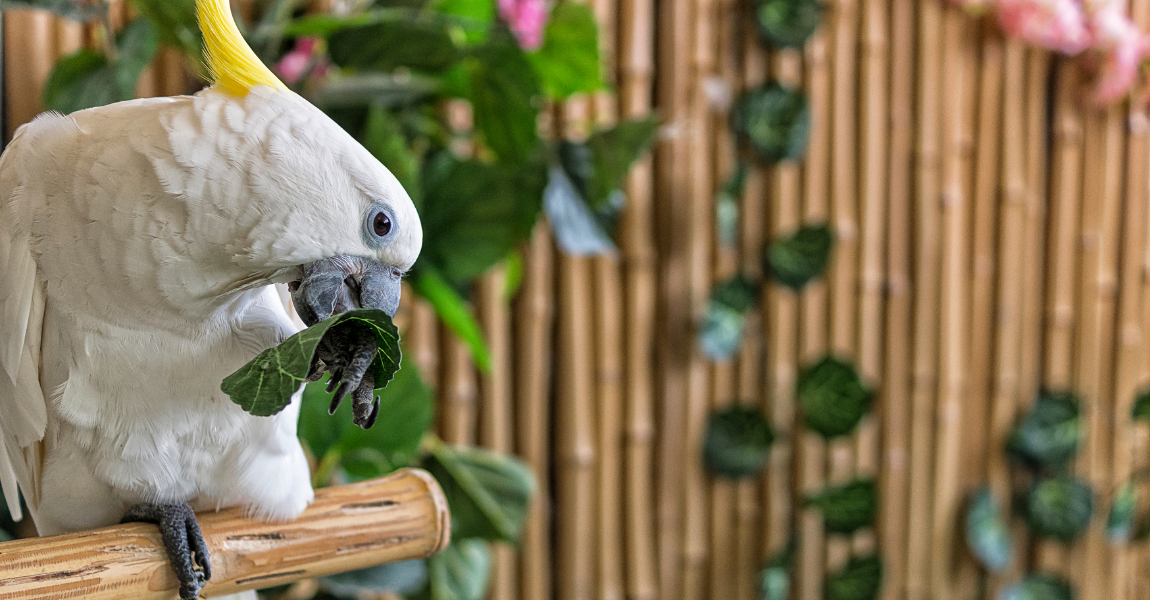cockatoo