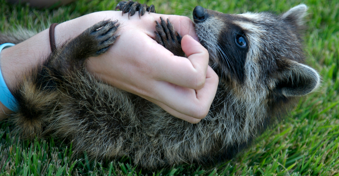 marmoset 
