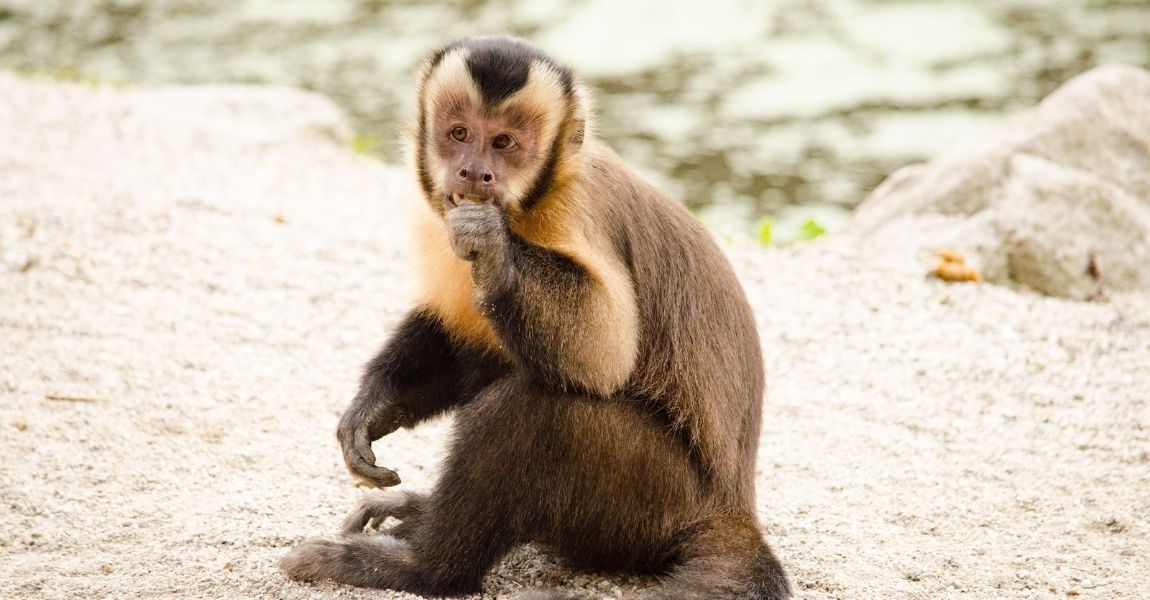 Capuchin Monkey