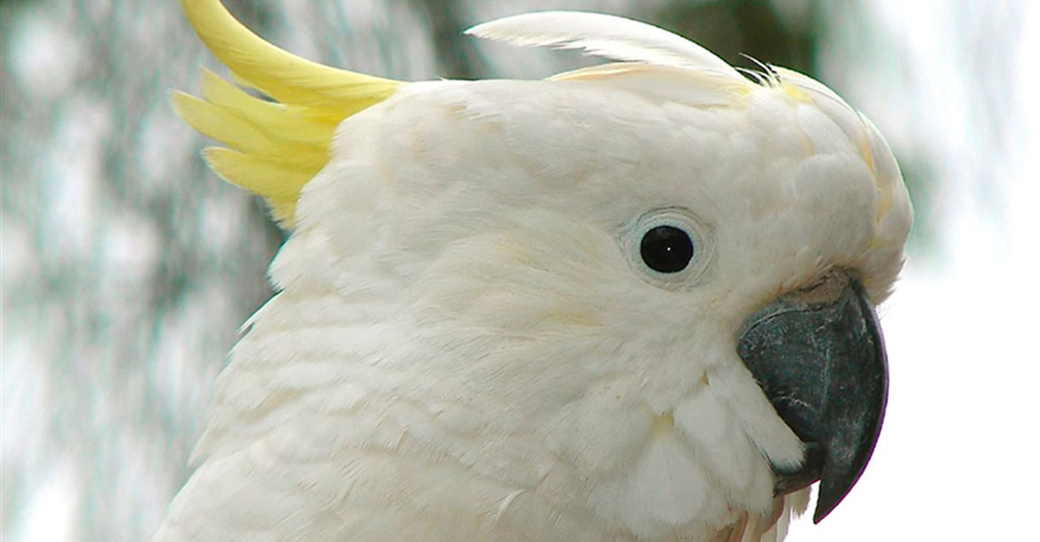 Cockatoo