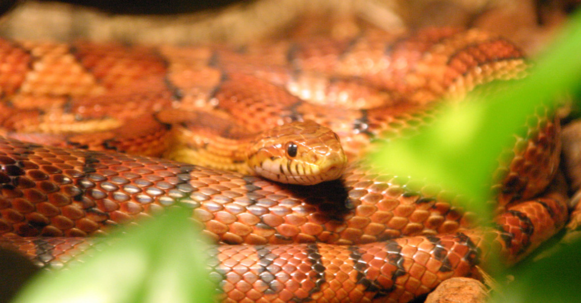 Corn Snakes
