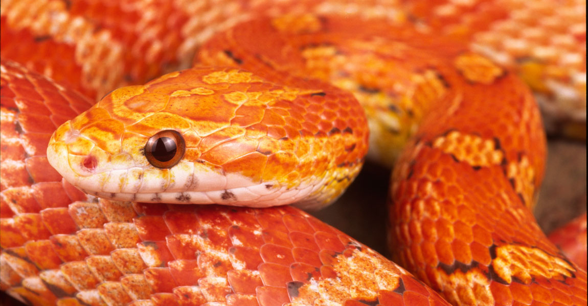 Corn Snakes