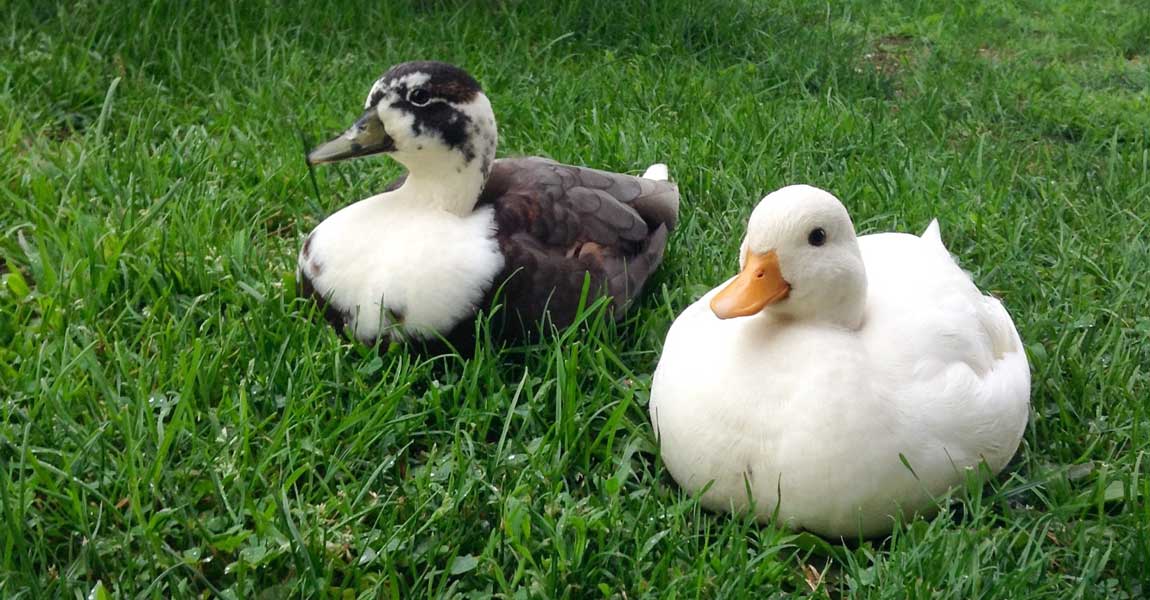 Ducks