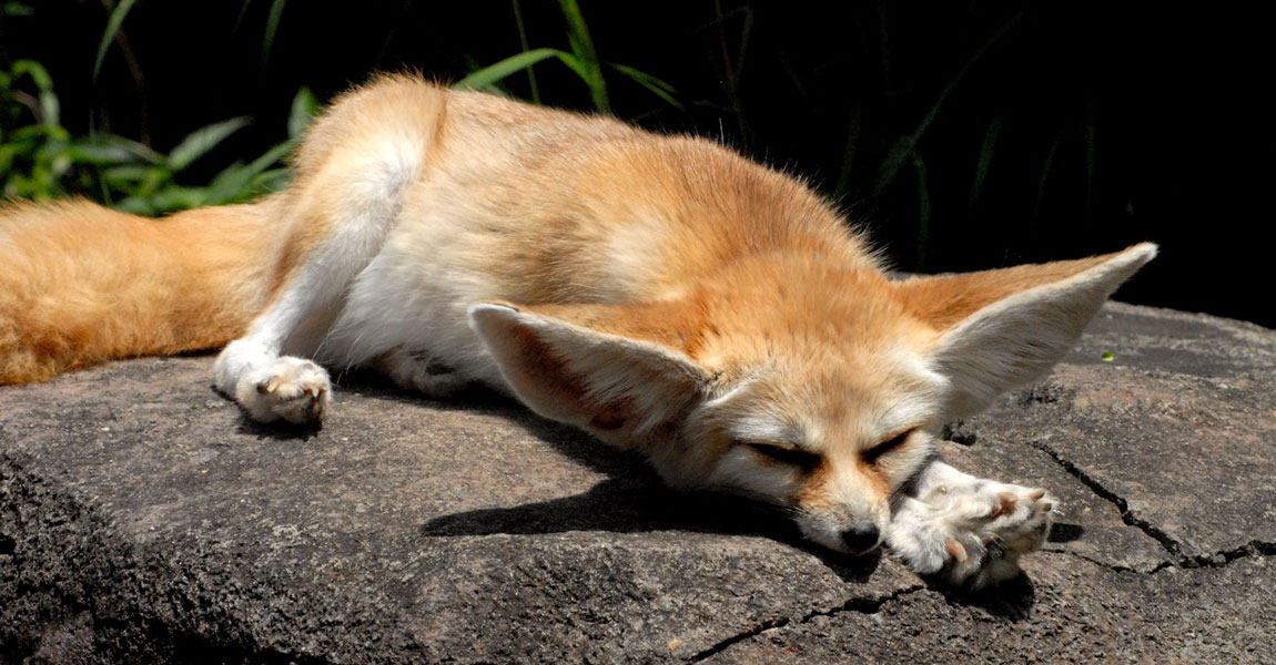 Fennec Foxes