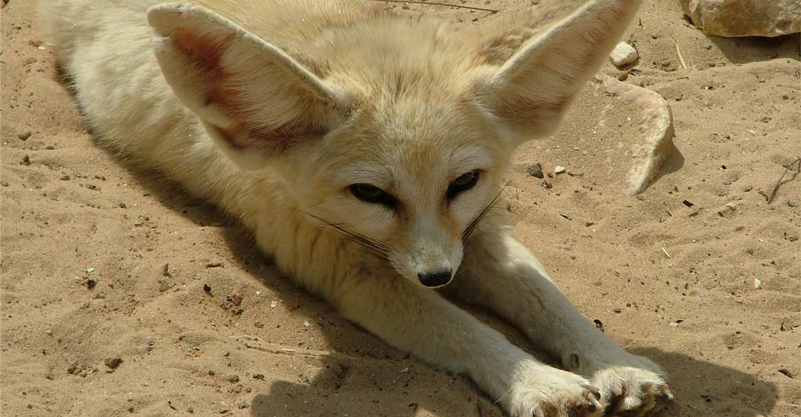 Fennec Foxes