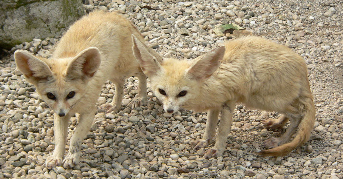 Fennec Foxes