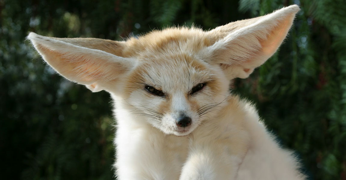 Fennec Foxes