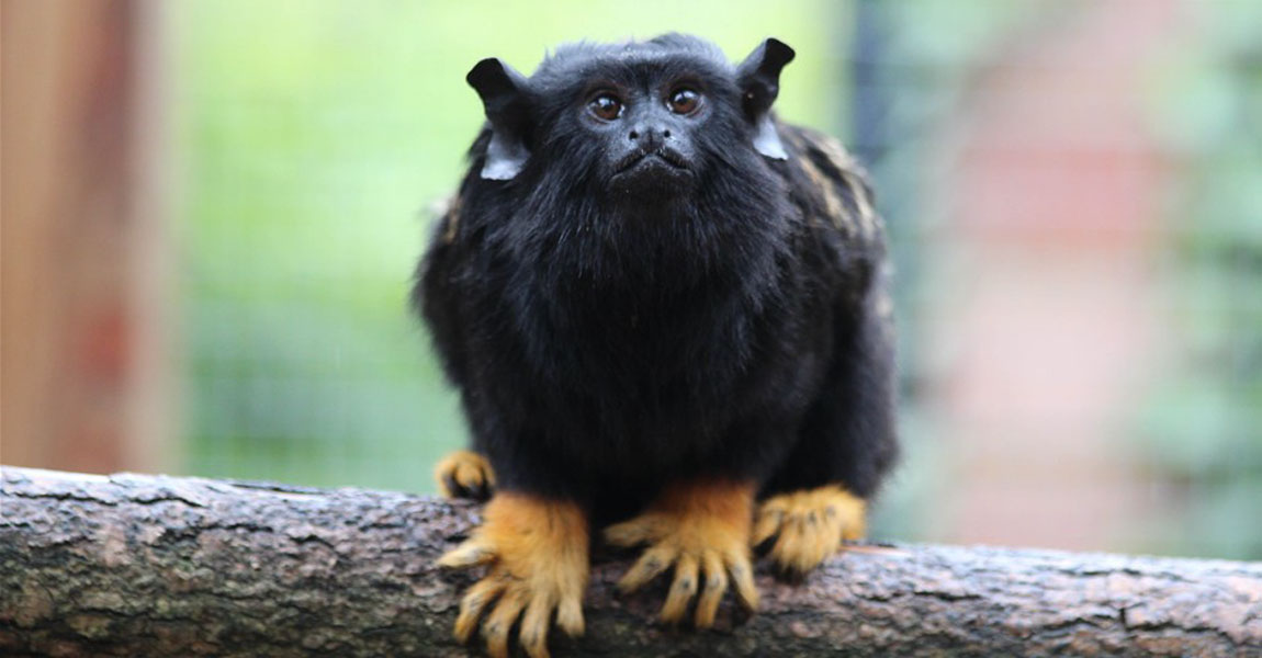 Golden-Handed Tamarin