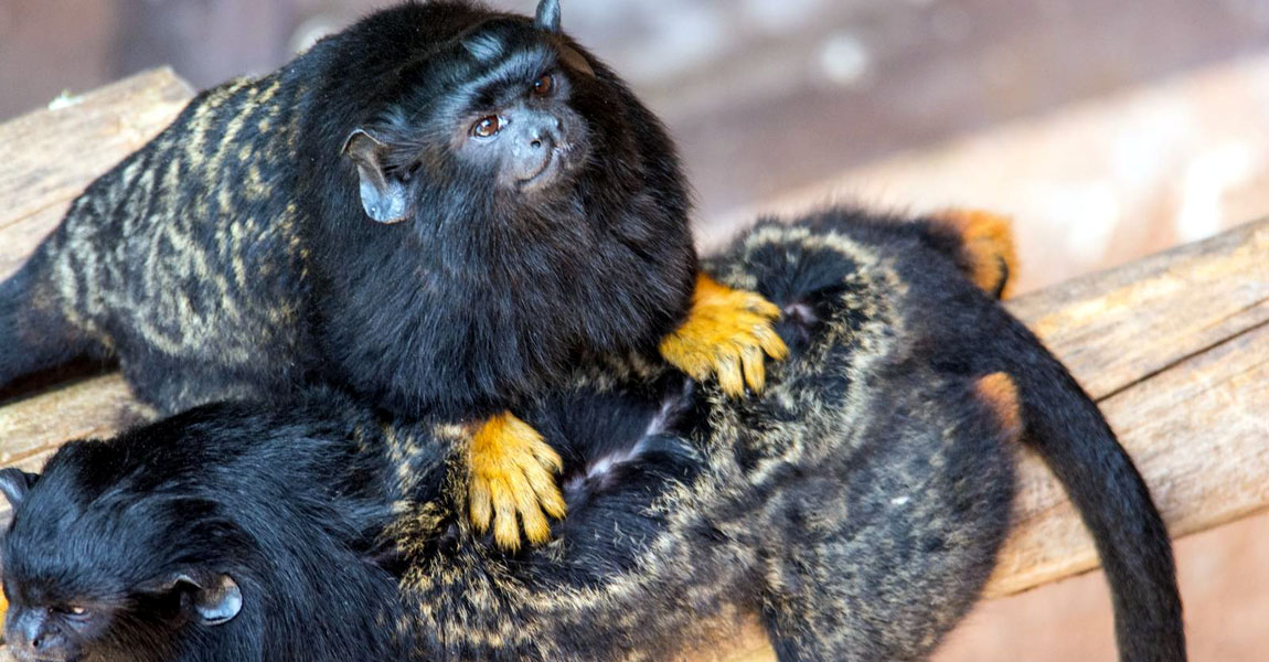Golden-Handed Tamarin