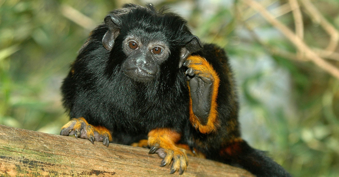 Golden-Handed Tamarin