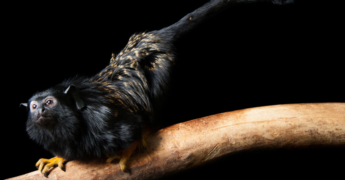 Golden-Handed Tamarin