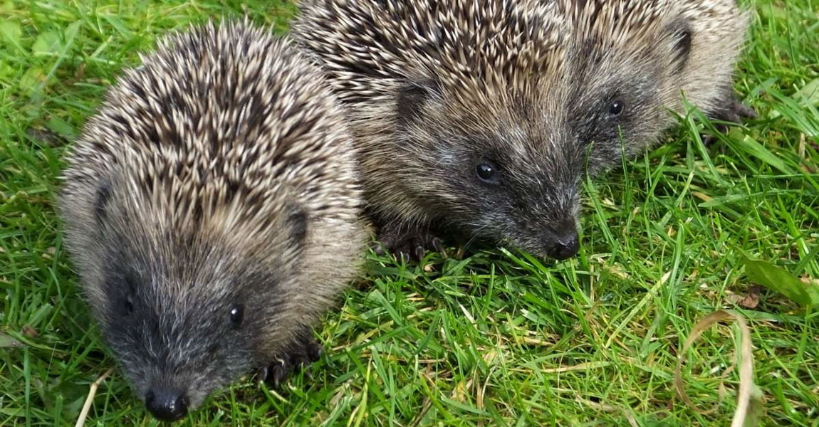 Hedgehogs