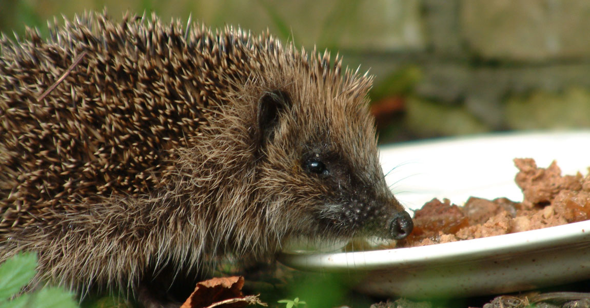 Hedgehogs