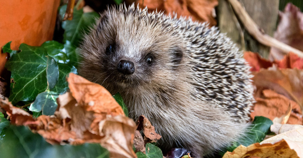 Hedgehogs