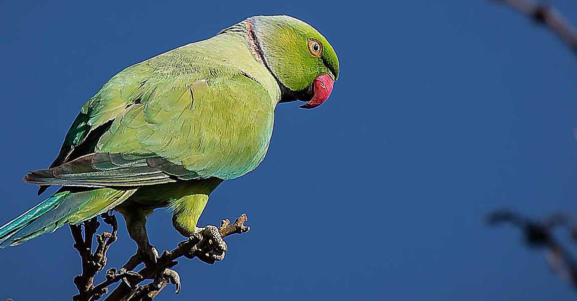 Ringnecks