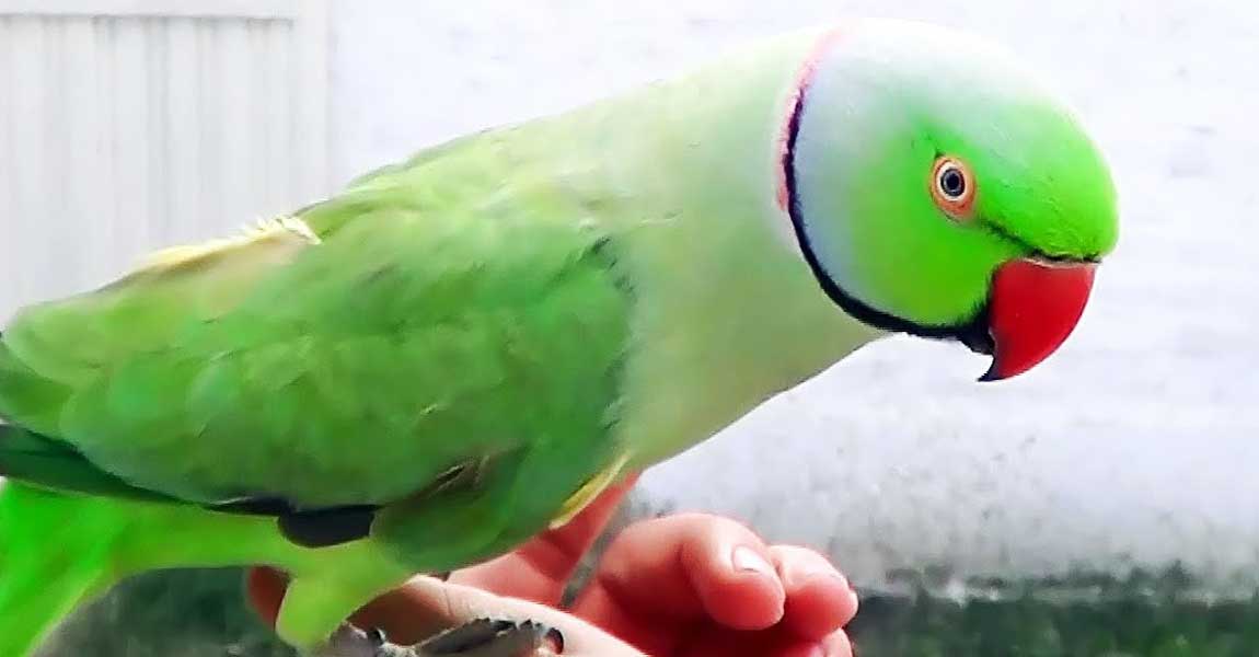 Ringnecks