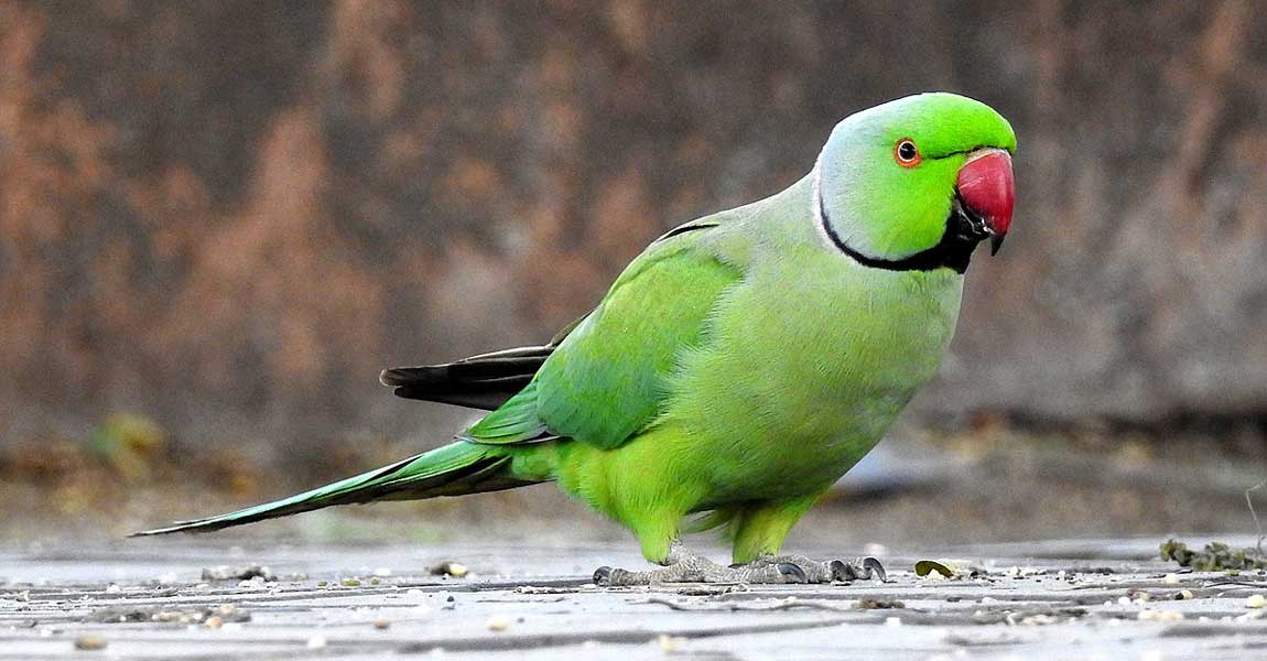 Ringnecks
