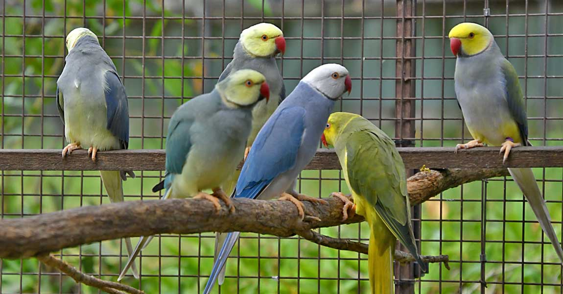 Ringnecks