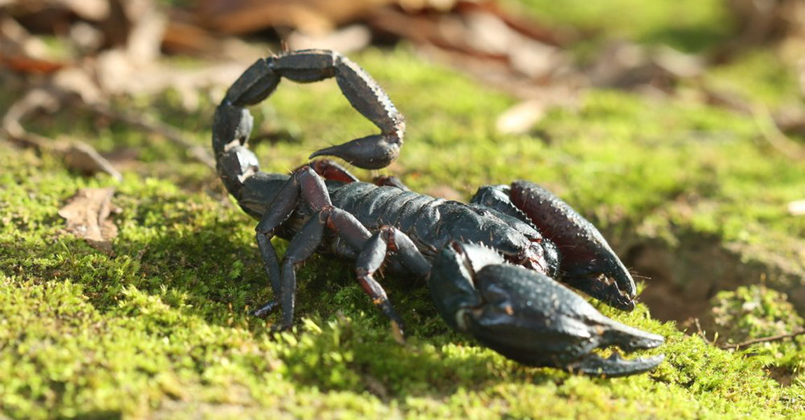 Scorpion