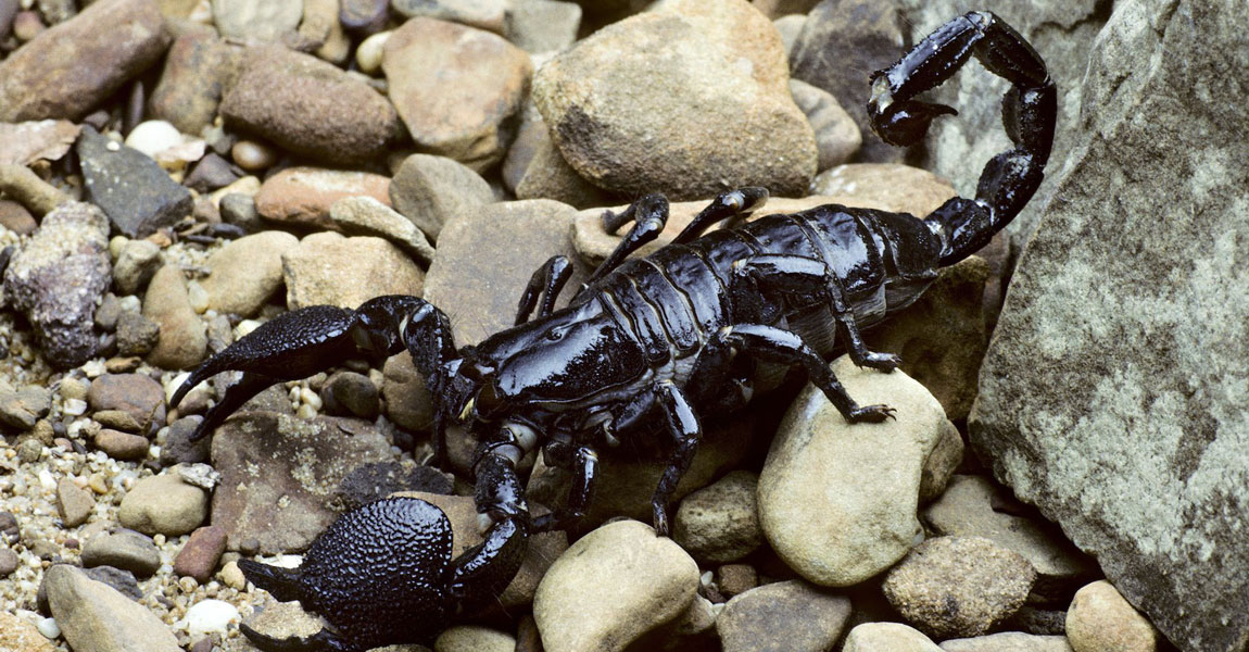 Scorpion