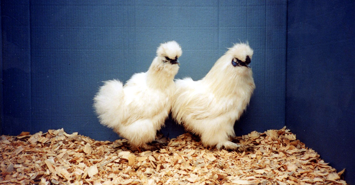 Silkie Chickens
