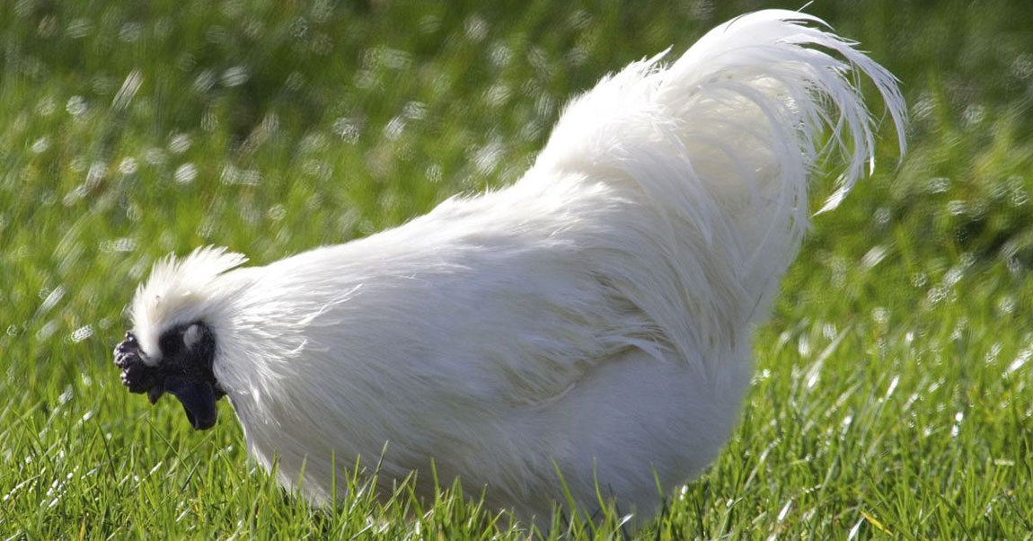 Silkie Chickens
