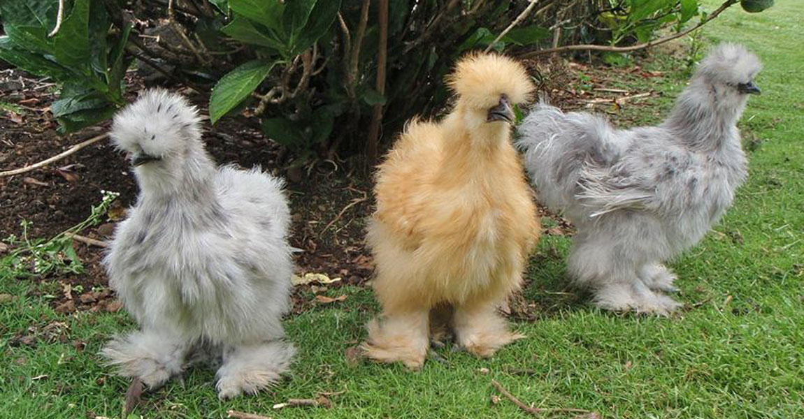 Silkie Chickens