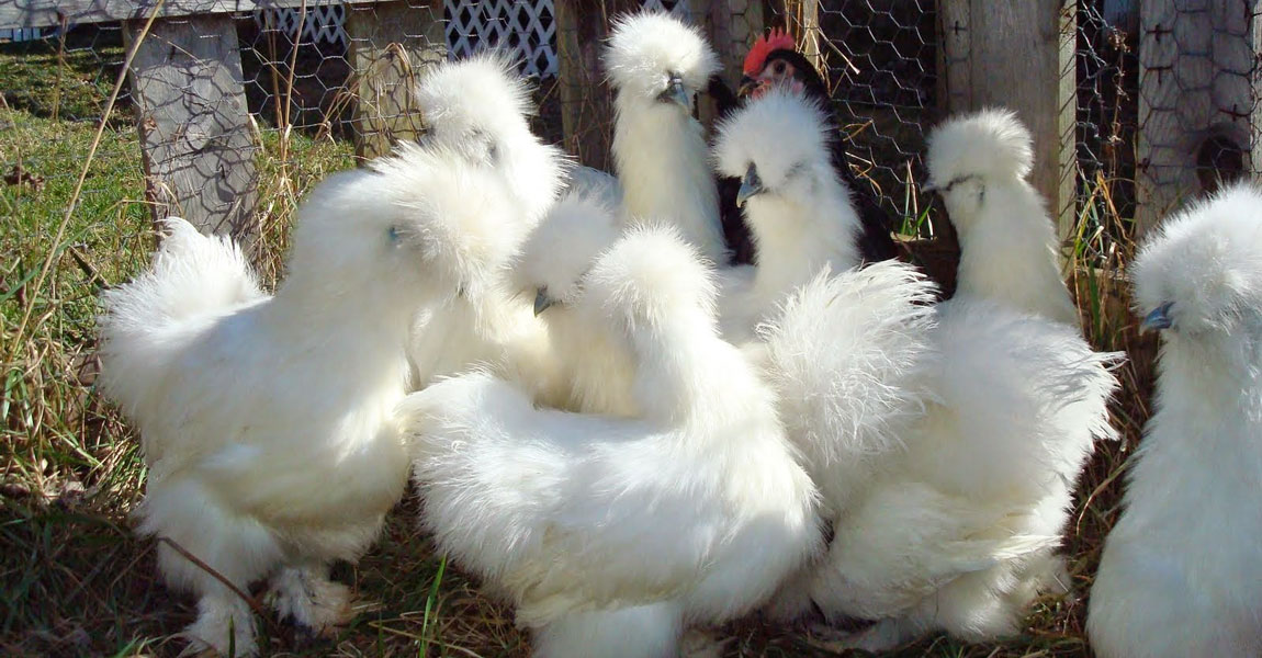 Silkie Chickens