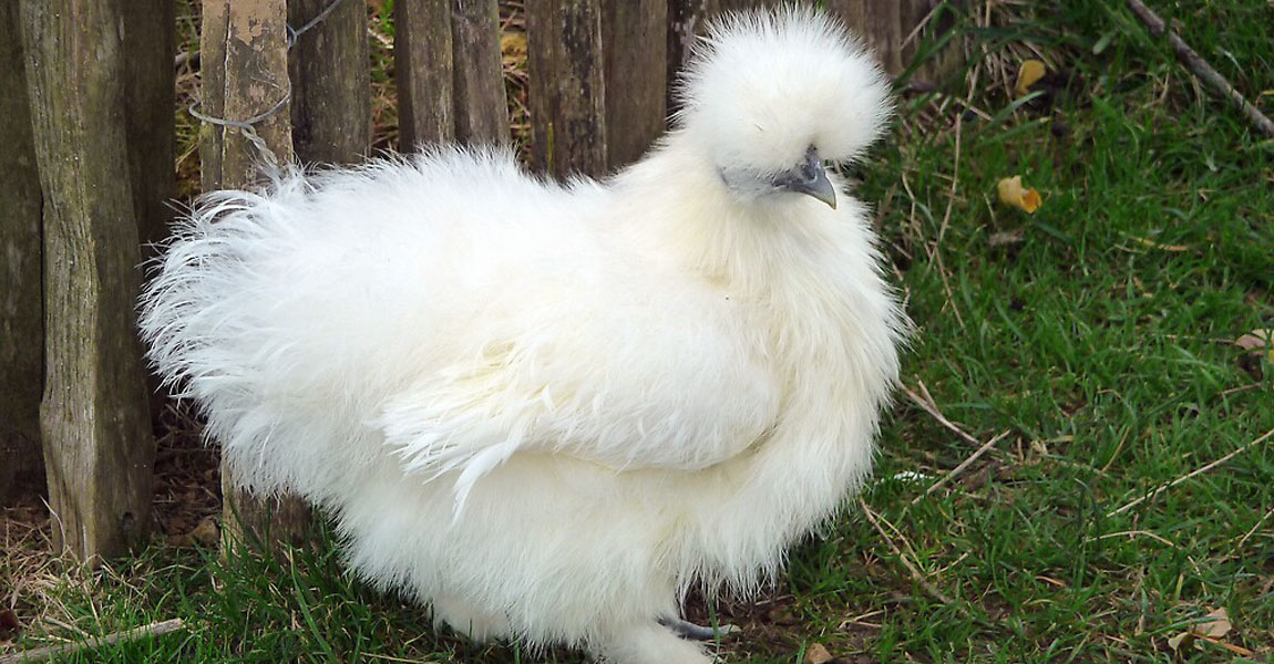 Silkie Chickens