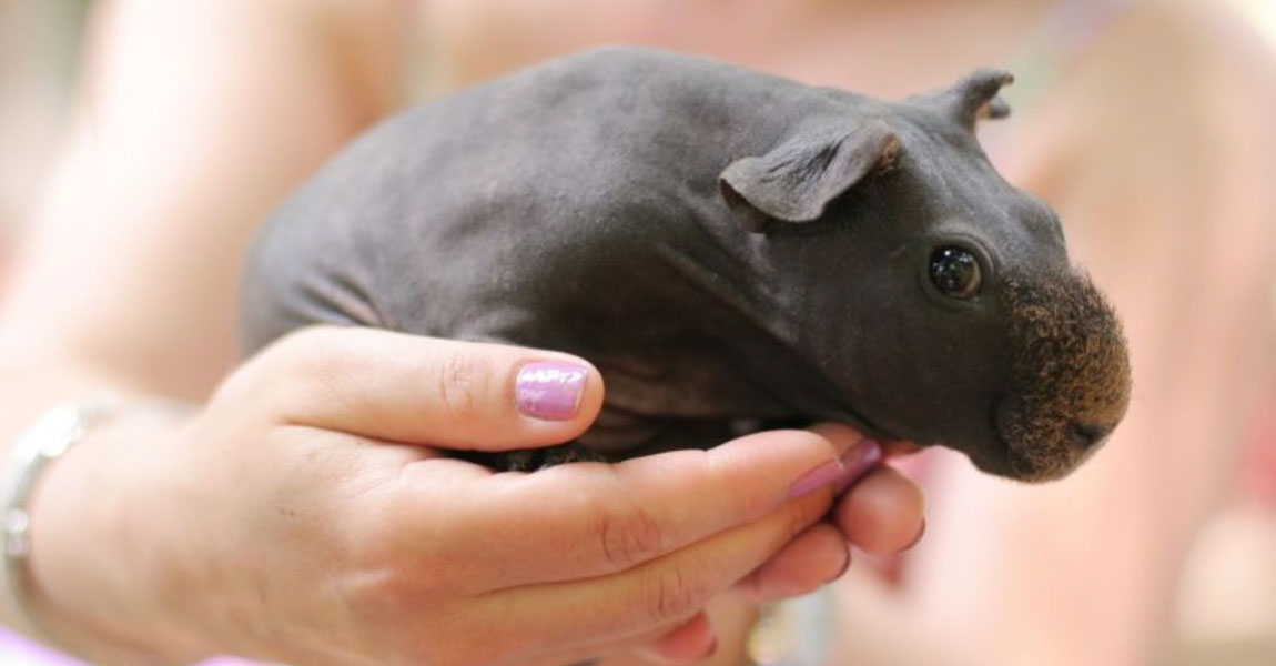 Skinny Pigs