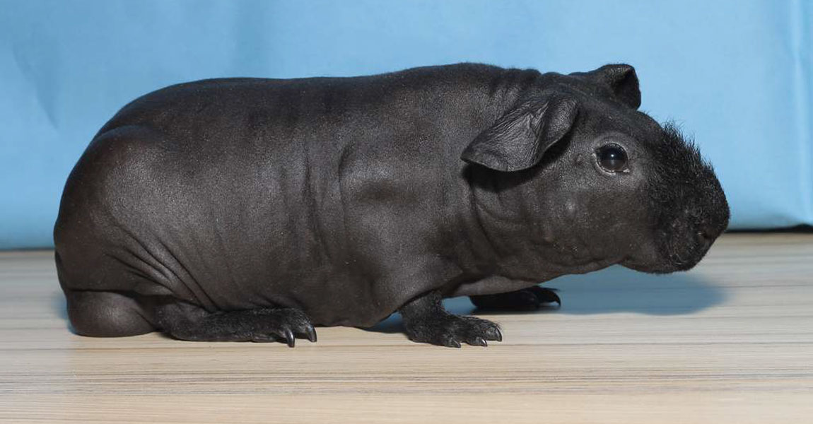 Skinny Pigs