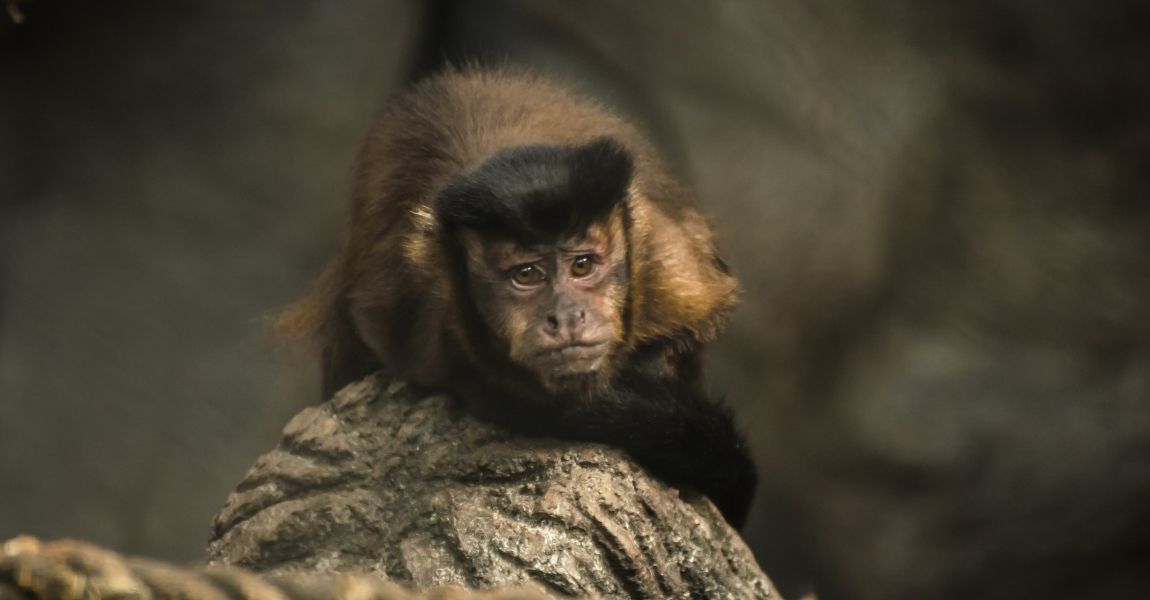 Capuchin Monkey