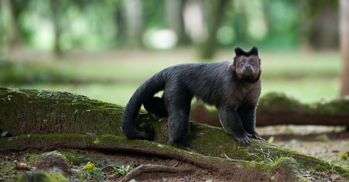 Capuchin Monkey