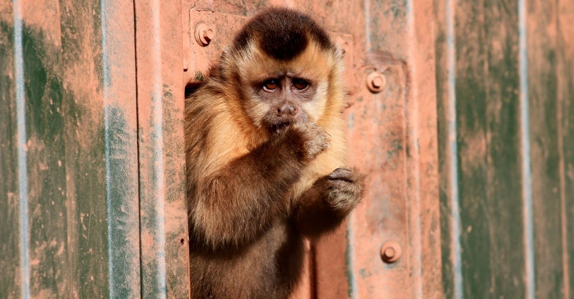 capuchin monkey