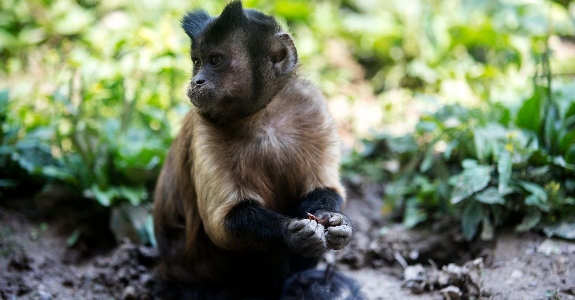 Capuchin Monkey